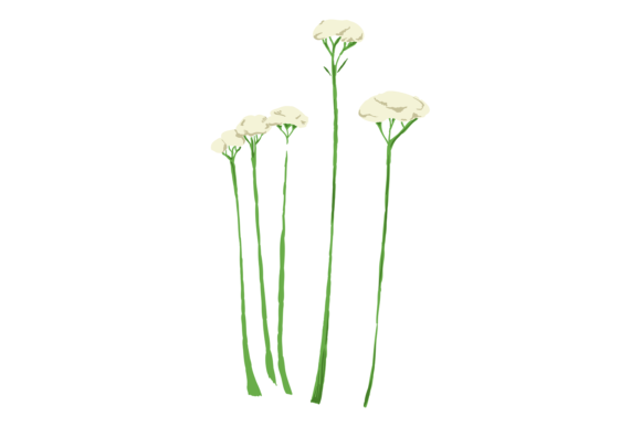 Medical Herb Illustration. Yarrow Flower for Graphics