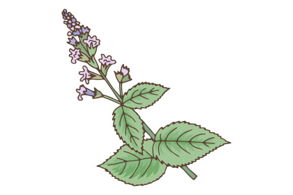 Peppermint Plant. Green Leaves with Litt Graphics and Illustrations Review