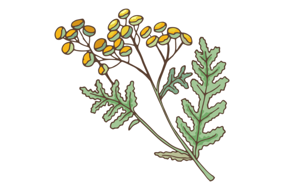 Tansy Herb Branch. Cow Bitter Plant Graphics & Illustrations Review